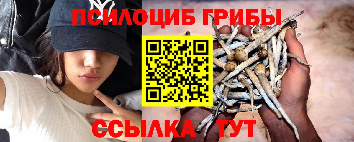 Людиново  Галлюциногенные грибы Psilocybe  Галлюциногенные грибы Psilocybe  Вход с VPN 